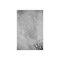 Black and white photograph of a large flock of birds flying in a V-formation against a cloudy sky, with bare tree branches in the lower right corner.