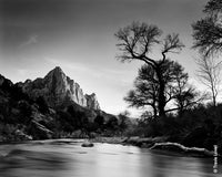 KODAK Professional T-MAX 100 Film /TMX / 10sh  4x5 inch