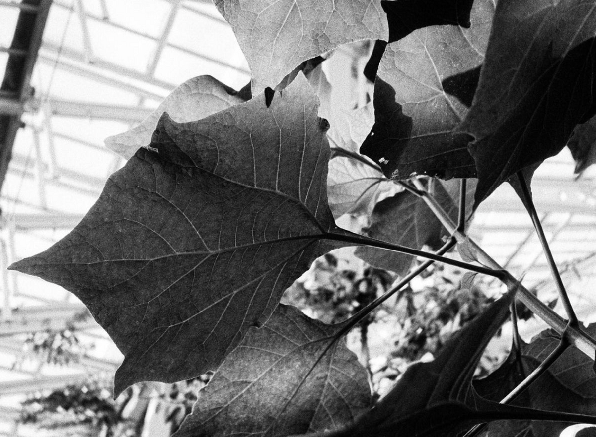 Mr. Negative Black Market 35mm 36exp