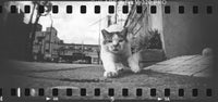 Black and white film-style photograph of a cat walking outdoors on a paved street with buildings in the background, framed by film sprockets and a vintage aesthetic.