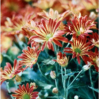Close-up of red and yellow chrysanthemums with green foliage, shown in a soft-focus garden-style photograph.