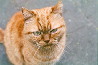 A close-up shot of an orange tabby cat looking directly at the camera with a serious expression, set against a blurred gray concrete background.