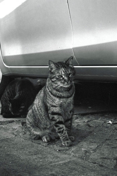 A black and white photograph of a tabby cat sitting on a paved ground under the side of a car, with another dark cat resting in the shadow behind it.
