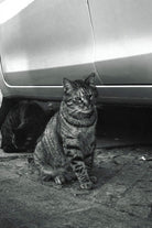 A black and white photograph of a tabby cat sitting on a paved ground under the side of a car, with another dark cat resting in the shadow behind it.