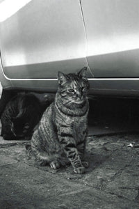 A black and white photograph of a tabby cat sitting on a paved ground under the side of a car, with another dark cat resting in the shadow behind it.