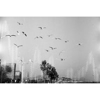 dubblefilm Glitch 200 B&W Negative Film (35mm Roll, 36 Exposures)