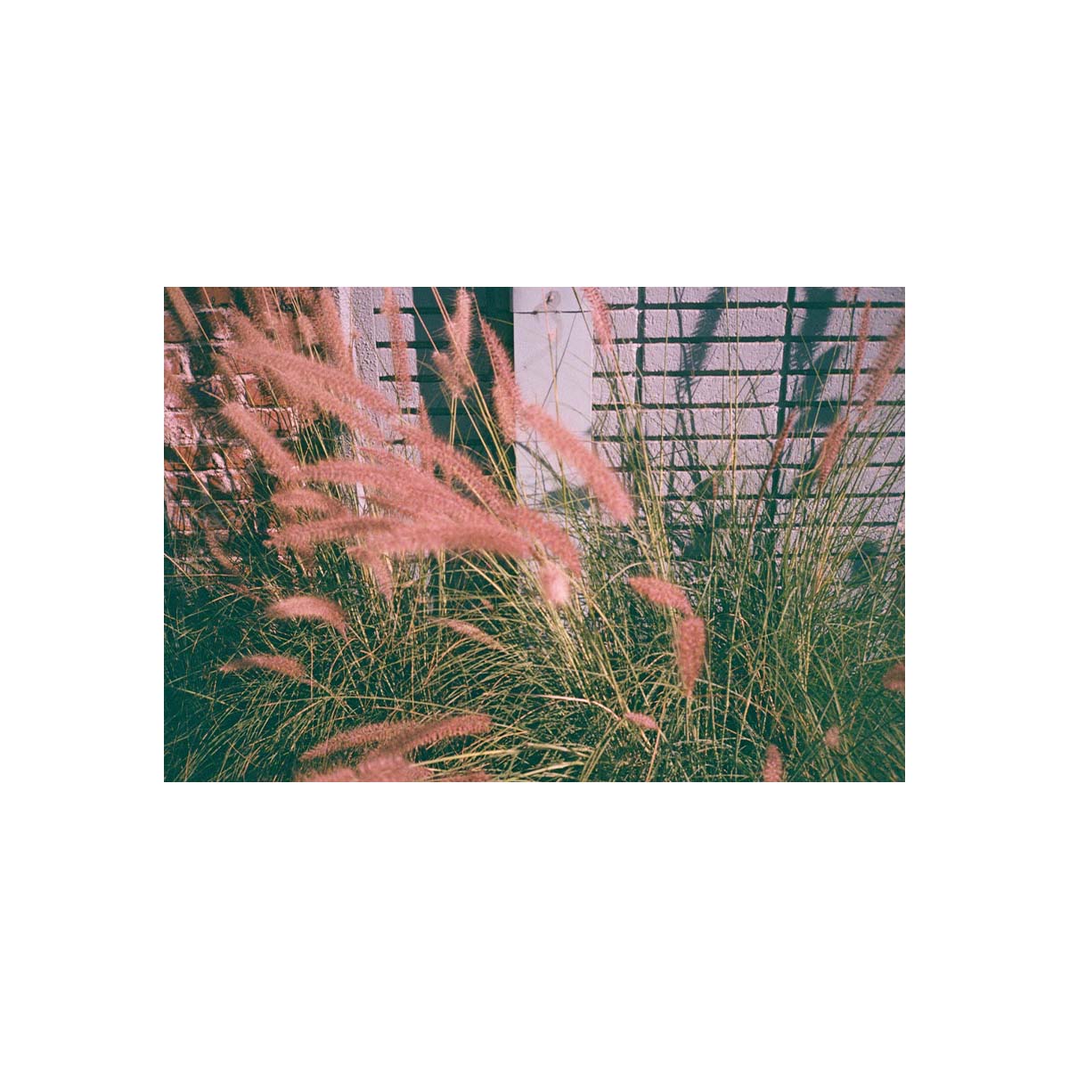 dubblefilm Bubblegum 400 ISO, Color 35mm Film, 36 exp