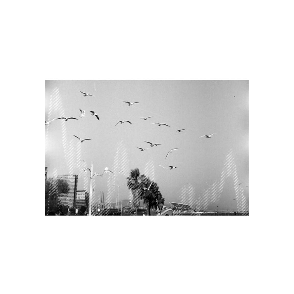 dubblefilm Glitch 200 ISO, B&W 35mm Film, 36 exp