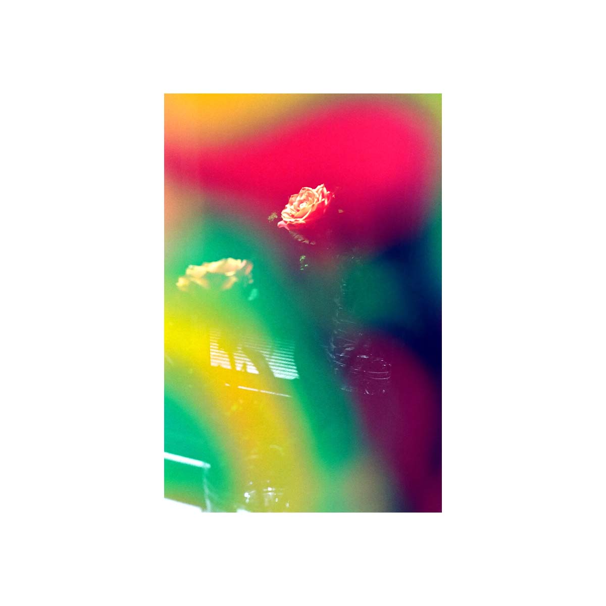 A vertical art print featuring an abstract, heavily blurred photograph of two roses with a vibrant multicolor gradient background of red, green, yellow, and purple.