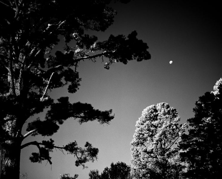 Black and white photo of trees against a clear sky with a moon visible.