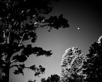 Black and white photo of trees against a clear sky with a moon visible.