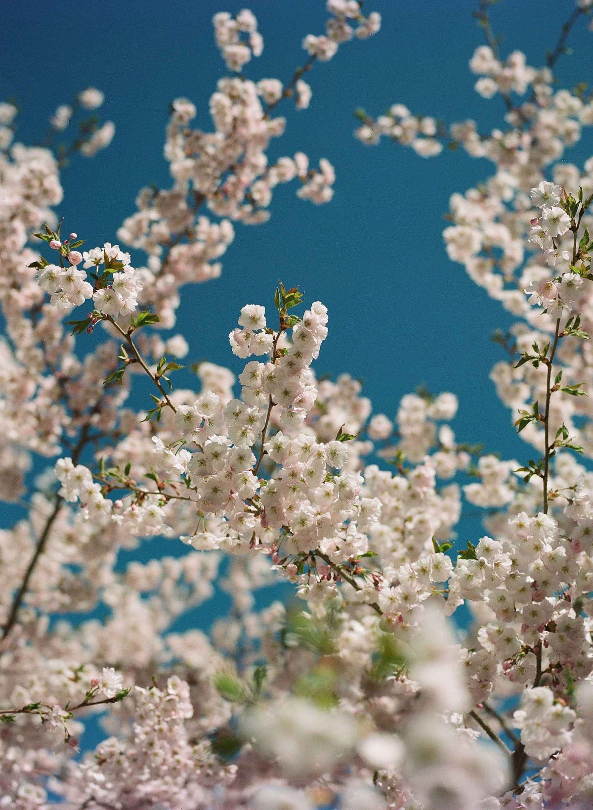 Kodak Ektacolor Pro 160 Color Negative Film (35mm Roll Film, 36 Exposures)