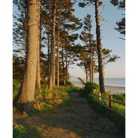 Pathway through trees leading to a beach with ocean view