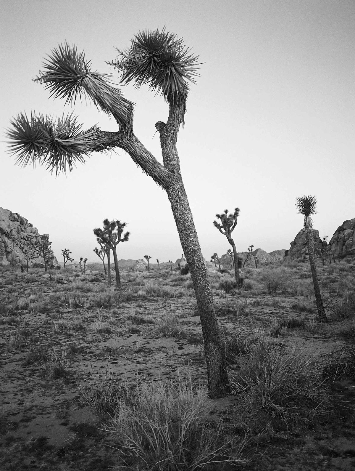 Kodak Ektapan 400 BW Film (120 Roll Film, Single Roll)
