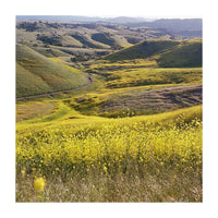 Hilly landscape with yellow flowers and a winding road