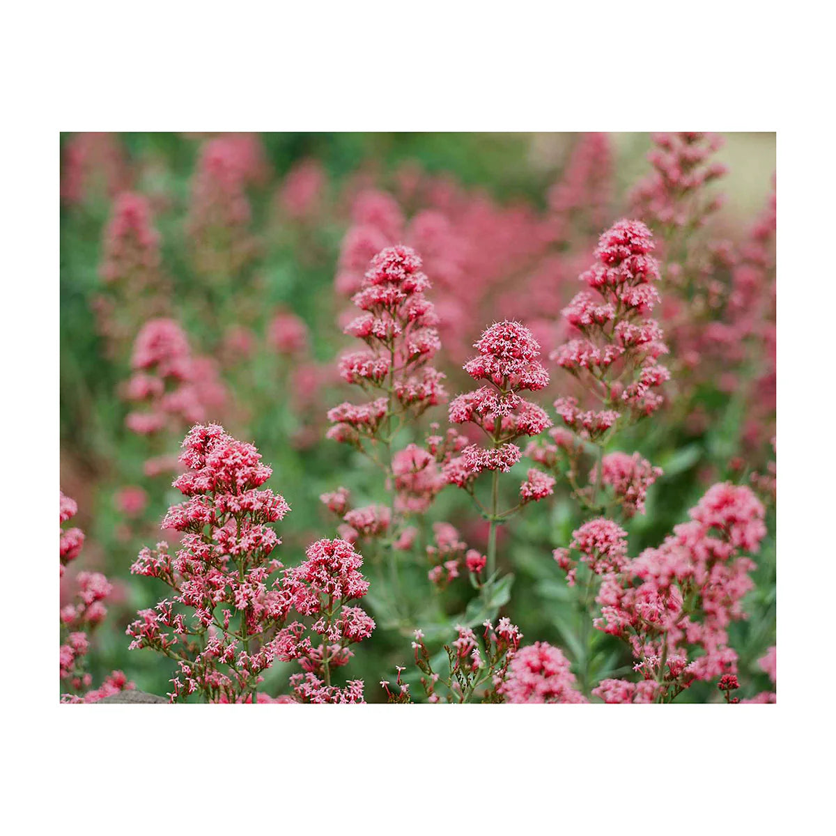 Pink flowers photograph on a white background