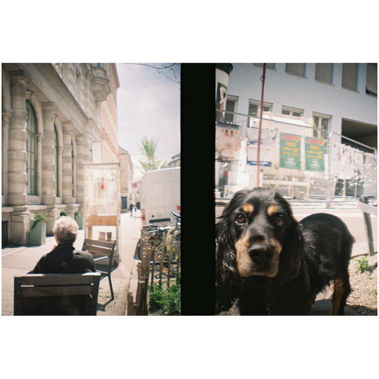 A split-screen photograph showing a black and tan dog looking through a window on the right, and an outdoor street scene with a seated person on the left, separated by a dark vertical frame.