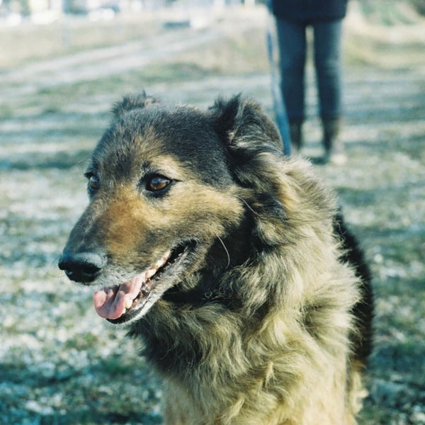 A fluffy long-haired dog with black and tan fur is shown in profile outdoors, with a person standing blurred in the background on a dirt path.