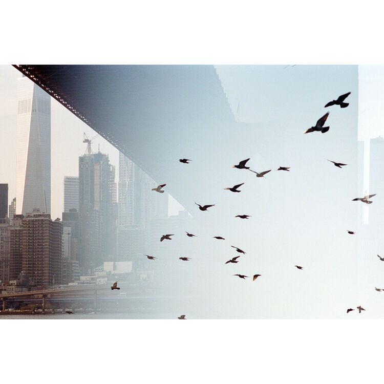Portra 400 image of birds flying over a cityscape with tall buildings and a bridge.
