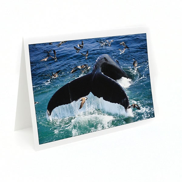 Red River Paper- Polar Matte 230 Double-sided Greeting Cards 6.25x9 50 Cards (Item: 1955)