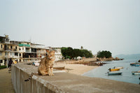 Cat sitting on a ledge by a waterfront with buildings and boats in the background