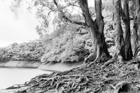 Rollei Infrared 400 Black & White Film (35mm, 36 Exp)