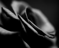 Close-up of a black and white rose with soft focus
