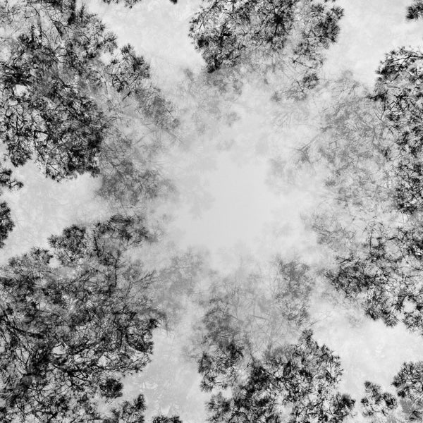 Black and white abstract pattern of tree branches and snow