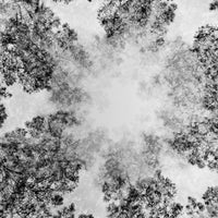 Black and white abstract pattern of tree branches and snow