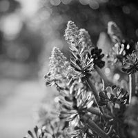 Black and white close-up photograph of succulent plants with clustered flower spikes in sharp focus against a blurred outdoor background.