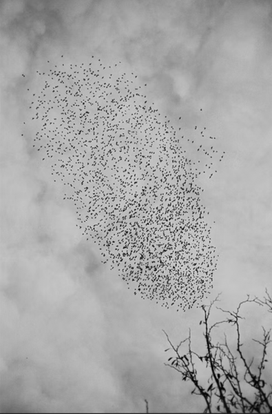 Black and white photograph of a large flock of birds flying in a V-formation against a cloudy sky, with bare tree branches in the lower right corner.