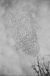 Black and white photograph of a large flock of birds flying in a V-formation against a cloudy sky, with bare tree branches in the lower right corner.